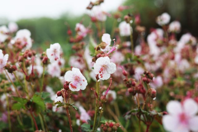 Герань кентабриджийская «Биоково» (Geranium cantabrigiense ’Biokovo’) Герань кентабриджийская «Биоково» (Geranium cantabrigiense ’Biokovo’)