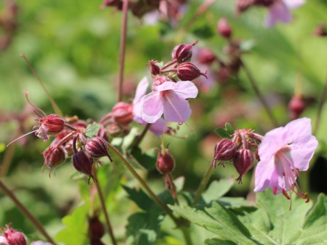 Герань крупнокорневищная «Ингверсенс Вариети» (Geranium macrorrhizum Ingwersen’s Variety’) Герань крупнокорневищная «Ингверсенс Вариети» (Geranium macrorrhizum Ingwersen’s Variety’)