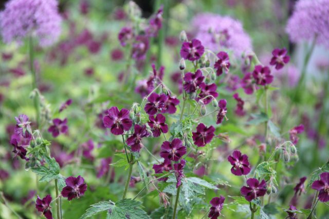 Герань темная «Спрингтайм» (Geranium phaeum ’Springtime’) Герань темная «Спрингтайм» (Geranium phaeum ’Springtime’)