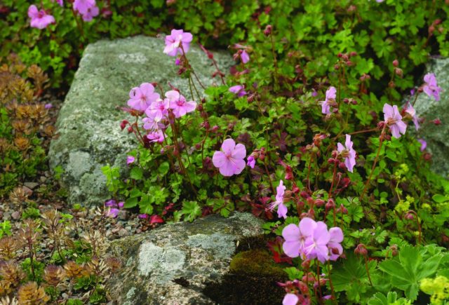 Герань далматская (Geranium dalmaticum) Герань далматская (Geranium dalmaticum)