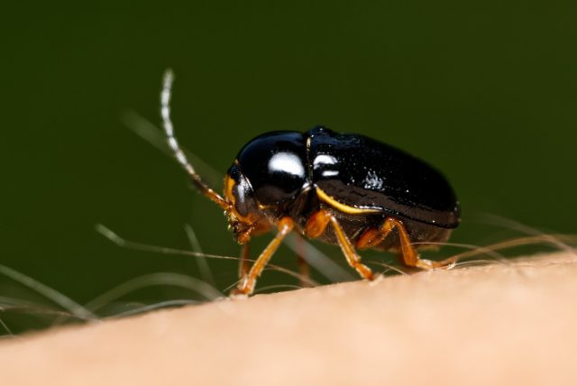 Лупер желтоногий (Luperus flavipes)