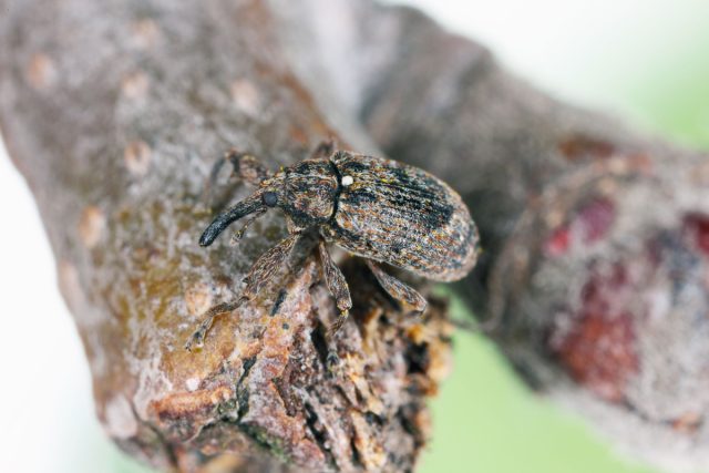 Яблонный цветоед (Anthonomus pomorum) Яблонный цветоед (Anthonomus pomorum)