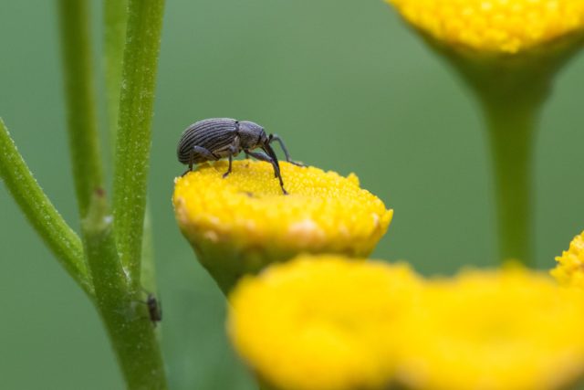 Малинно-земляничный долгоносик (Anthonomus rubi) Малинно-земляничный долгоносик (Anthonomus rubi)