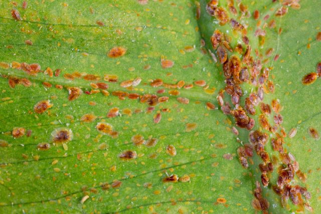 Щитовок (Diaspididae) и ложнощитовок (Coccidae) часто путают из-за сходного внешнего вида, однако это разные семейства, оба относящиеся к червецам. Но по своей биологии, вредоносности и распространению они имеют много общих черт, поэтому их часто и рассматривают, как общую группу вредителей сельского хозяйства. Щитовок (Diaspididae) и ложнощитовок (Coccidae) часто путают из-за сходного внешнего вида, однако это разные семейства, оба относящиеся к червецам. Но по своей биологии, вредоносности и распространению они имеют много общих черт, поэтому их часто и рассматривают, как общую группу вредителей сельского хозяйства.