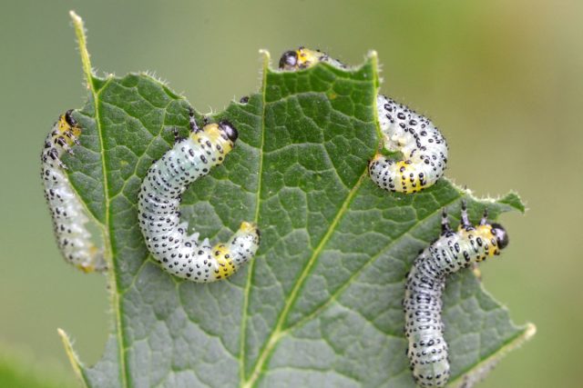 Пилильщик жёлтый крыжовниковый (Nematus ribesii)