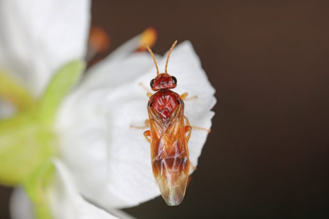 Пилильщик косточковый жёлтый плодовый (Hoplocampa flava)