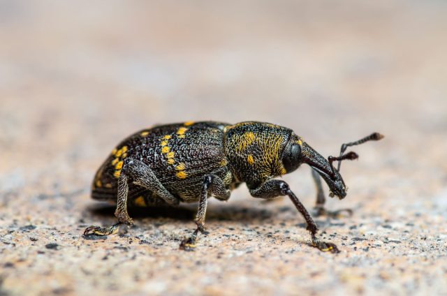Большой сосновый долгоносик (Hylobius abietis) Большой сосновый долгоносик (Hylobius abietis)