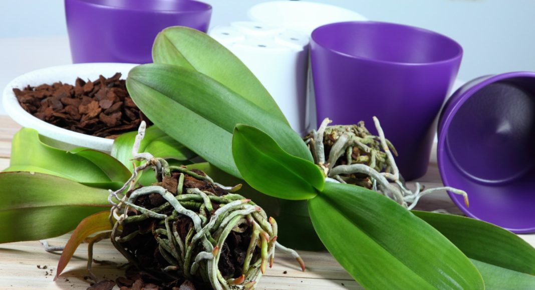 Как правильно пересаживать орхидеи — пошаговая инструкция Как правильно пересаживать орхидеи — пошаговая инструкция