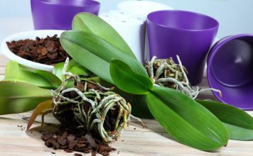 Как правильно пересаживать орхидеи — пошаговая инструкция Как правильно пересаживать орхидеи — пошаговая инструкция