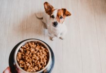 Как выбрать качественный сухой корм для собаки