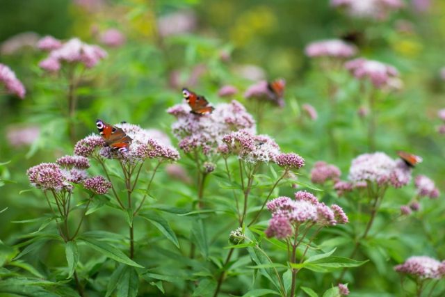 Посконник коноплянолистный «Пленум» (Eupatorium cannabinum ˈPlenumˈ)