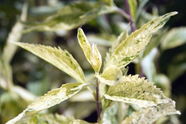 Посконник ароматный «Джойкус Варигейтед» (Eupatorium aromaticum ’Joicus Variegated’)