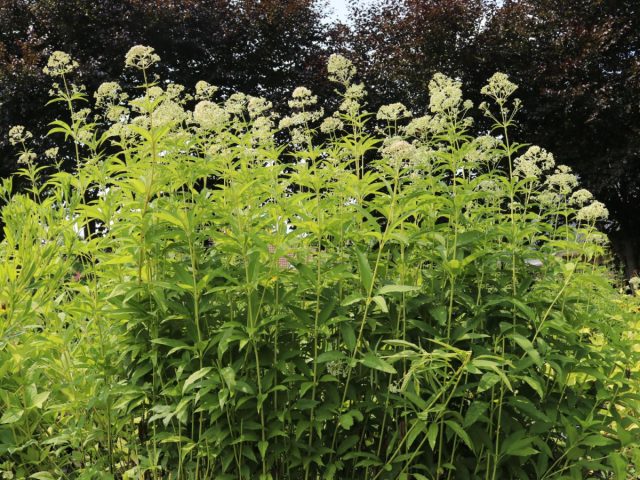 Посконник трубчатый «Айвори Тауэрс» (Eupatorium fistulosum ’Ivory Towers’)