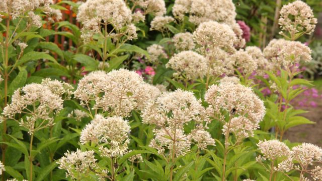 Посконник пятнистый «Сноубол» (Eupatorium maculatum ’Snowball’)