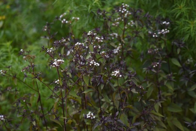 Посконник морщинистый «Шоколад» (Eupatorium Rugosum ˈChocolateˈ)