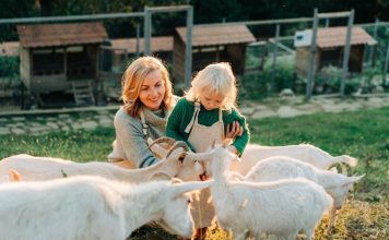 Каких животных выгодней всего разводить — cоветы начинающим фермерам Каких животных выгодней всего разводить — cоветы начинающим фермерам