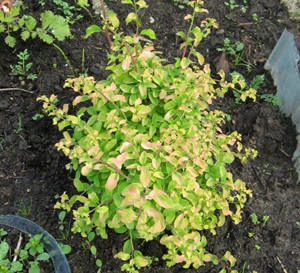 kust-spirii-rejnbovs-s