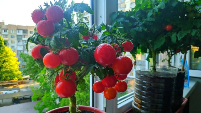 На вкус томаты "Красная шапочка" сладкие, мясистые; с плотной кожицей, устойчивой к растрескиванию На вкус томаты "Красная шапочка" сладкие, мясистые; с плотной кожицей, устойчивой к растрескиванию