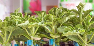 Овощи тоже можно прививать — рассказываем о преимуществах и способах прививки - Бахчевые культуры Овощи тоже можно прививать — рассказываем о преимуществах и способах прививки