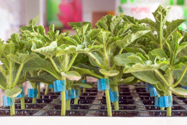 Овощи тоже можно прививать — рассказываем о преимуществах и способах прививки