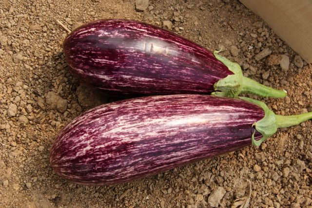 Урожайность баклажана «Лейре» поражает: под укрытием сорт может дать до 13,5 кг плодов с 1 м2! Урожайность баклажана «Лейре» поражает: под укрытием сорт может дать до 13,5 кг плодов с 1 м2!