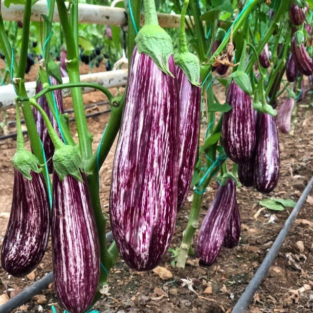 «Зебрино F1» - бессемянный раннеспелый полосатик-гибрид «Зебрино F1» - бессемянный раннеспелый полосатик-гибрид