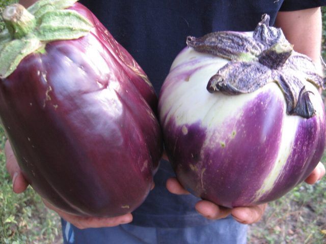 Плоды баклажанов «Бумбо» имеют сиренево-белую окраску и овальную или шаровидную форму Плоды баклажанов «Бумбо» имеют сиренево-белую окраску и овальную или шаровидную форму