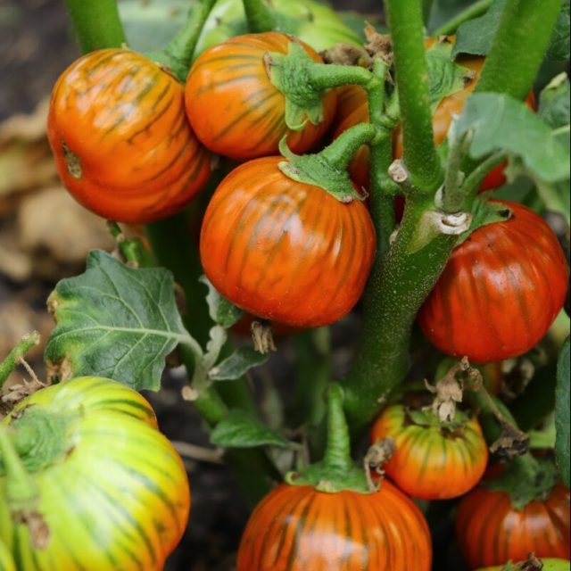 Сорт «Африка» с необычной для баклажанов ярко-оранжевой окраской и круглой формой Сорт «Африка» с необычной для баклажанов ярко-оранжевой окраской и круглой формой