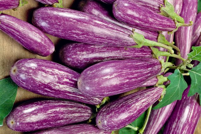 Очень ранний гибрид баклажанов «Ча-ча-ча» дает урожай уже на 80-й день после появления всходов Очень ранний гибрид баклажанов «Ча-ча-ча» дает урожай уже на 80-й день после появления всходов