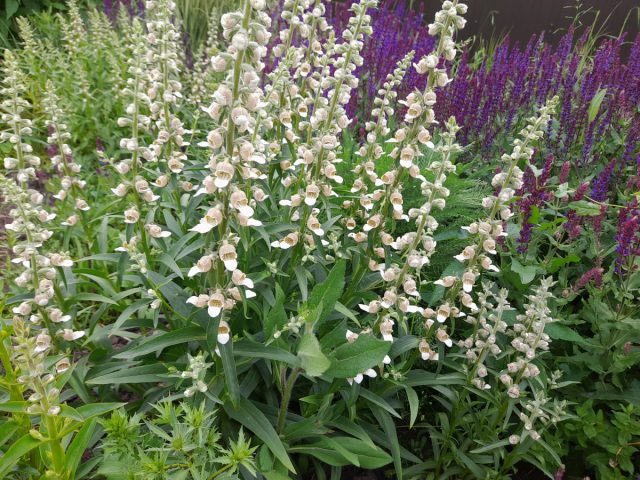 Требования наперстянки шерстистой действительно минимальны, за исключением дренажа. Она будут легко расти на самых разных почвах: от легких и песчаных до тяжелых глинистых