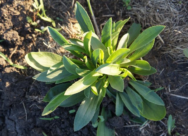 В первый год наперстянка шерстистая «Кафе Крем» (‘Cafe Creme’) представляла собой невысокий густой кустик около 30 см и такой же в диаметре