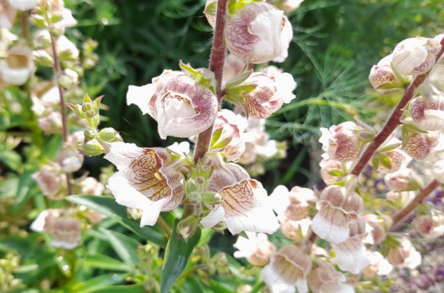 В общей сложности цветение наперстянки шерстистой длилось 1,5 месяца, и это был настоящий праздник в моем цветнике