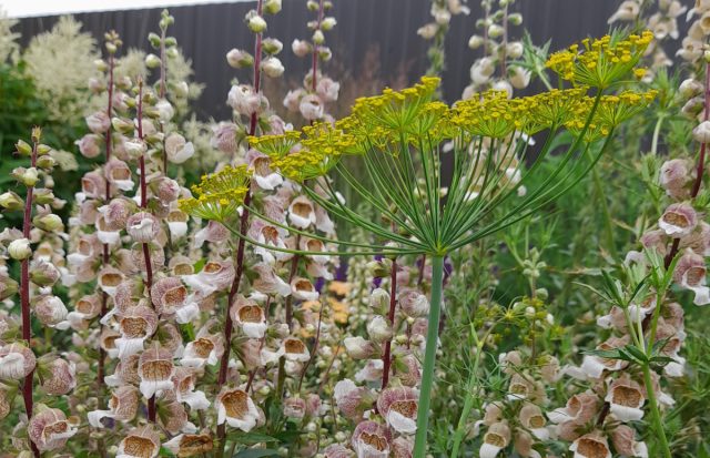 Я посеяла в цветник обыкновенный укроп, и вместе с наперстянкой он выглядел очень структурно и современно