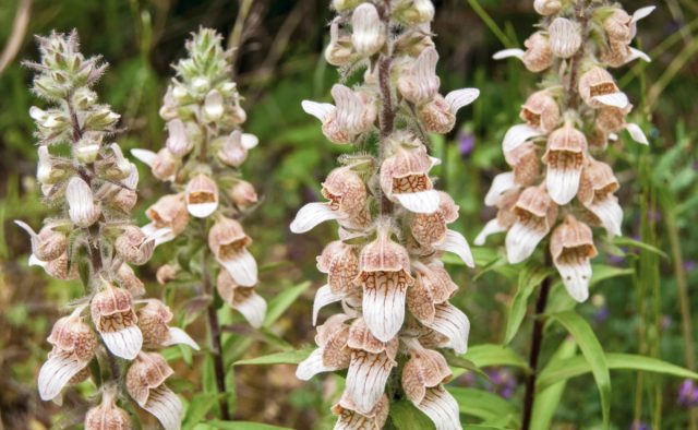 Посадите наперстянку шерстистую — мой опыт выращивания необычного вида