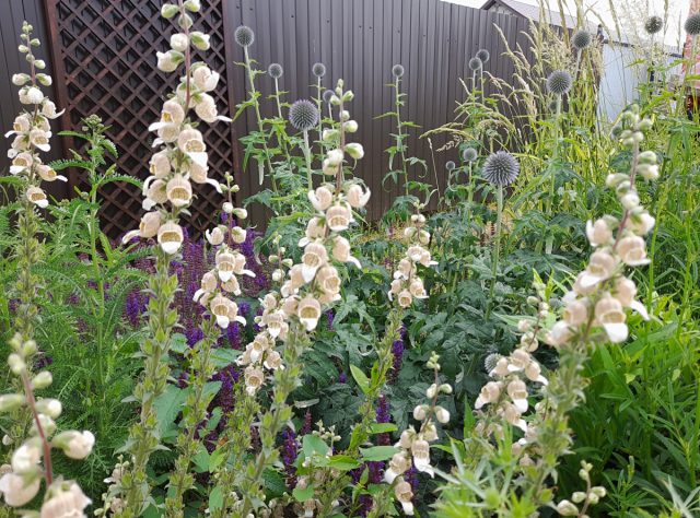 В цветниках с наперстянкой мордовник сажают на задний план