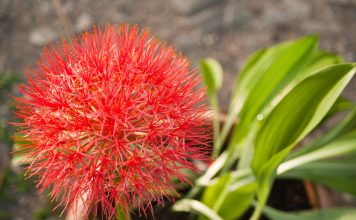 Редкая и опасная кровавая лилия — как вырастить яркий экзот на своем подоконнике Редкая и опасная кровавая лилия — как вырастить яркий экзот на своем подоконнике