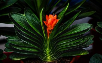 Редкая и желанная кливия — удивительные разновидности для искушенных коллекционеров Редкая и желанная кливия — удивительные разновидности для искушенных коллекционеров