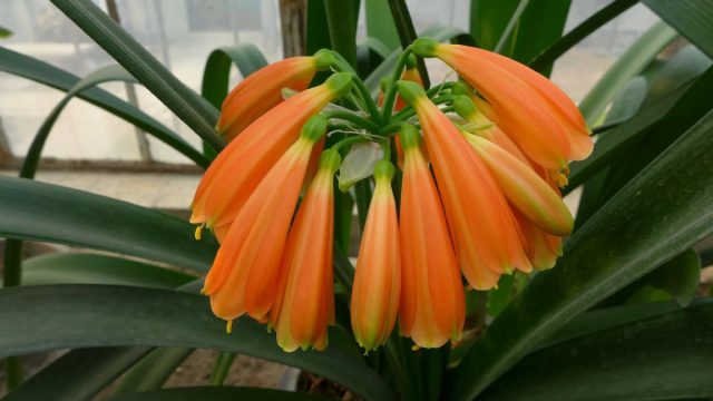 Кливия прекрасная (Clivia nobilis), или благородная, это самый миниатюрный представитель рода