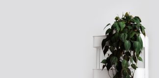 Секрет большого и здорового филодендрона сердцевидного