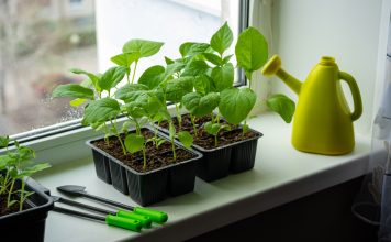 Секреты выращивания рассады баклажанов — от посева до высадки в грунт Секреты выращивания рассады баклажанов — от посева до высадки в грунт