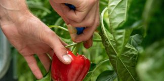 Скоростной урожай: 11 сортов раннеспелых перцев