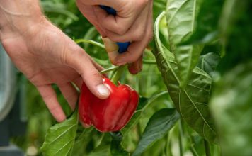 Скоростной урожай: 11 сортов раннеспелых перцев Скоростной урожай: 11 сортов раннеспелых перцев
