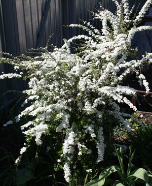 spireya-gref-zh-iz-s