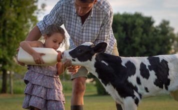 Телячьи нежности: правила кормление телят с первых дней жизни Телячьи нежности: правила кормление телят с первых дней жизни