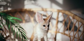 Топ-10 самых необычных домашних животных.