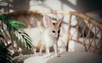 Топ-10 самых необычных домашних животных Топ-10 самых необычных домашних животных.