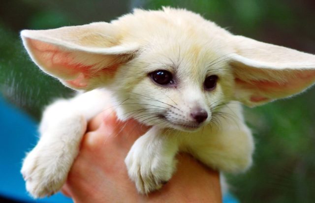 Фенек - маленькая пустынная лисичка с большими ушами, по размерам уступающая даже кошкам