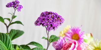 Ванильное благоухание: виды и сорта гелиотропа для комнатного выращивания