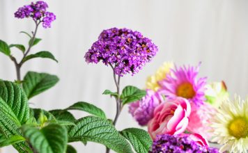 Ванильное благоухание: виды и сорта гелиотропа для комнатного выращивания Ванильное благоухание: виды и сорта гелиотропа для комнатного выращивания