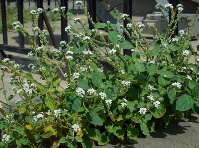 Гелиотроп европейский (Heliotropium europaeum) Гелиотроп европейский (Heliotropium europaeum)